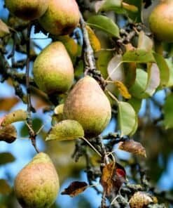 POIRE